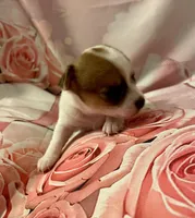 Lovely, a female Chihuahua for sale in Winston-Salem, NC – Photo 4 of 5