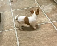 Lovely, a female Chihuahua for sale in Winston-Salem, NC – Photo 3 of 9