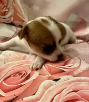 Lovely, a female Chihuahua for sale in Winston-Salem, NC – Photo 3 of 5