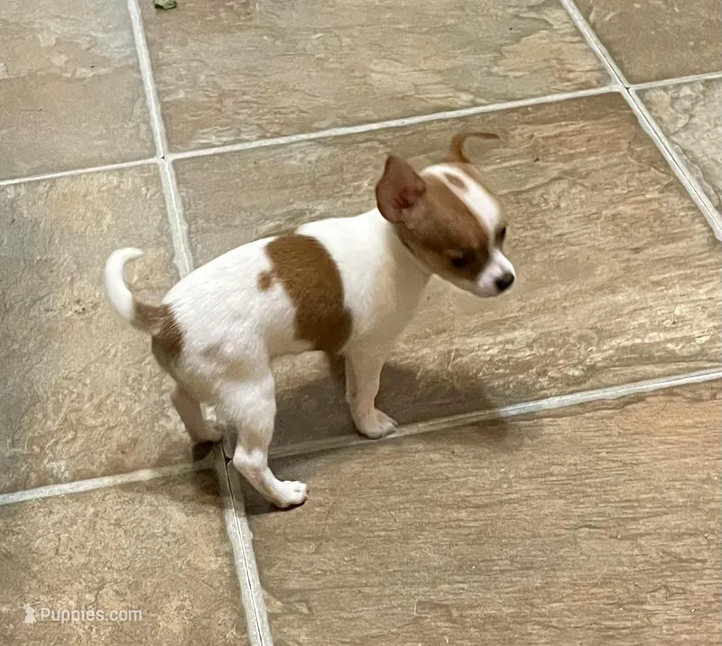 Lovely – Chihuahua puppy for sale in Winston-Salem, NC