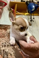 Lovely, a female Chihuahua for sale in Winston-Salem, NC – Photo 2 of 9