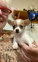 Lovely, a female Chihuahua for sale in Winston-Salem, NC – Photo 4 of 9