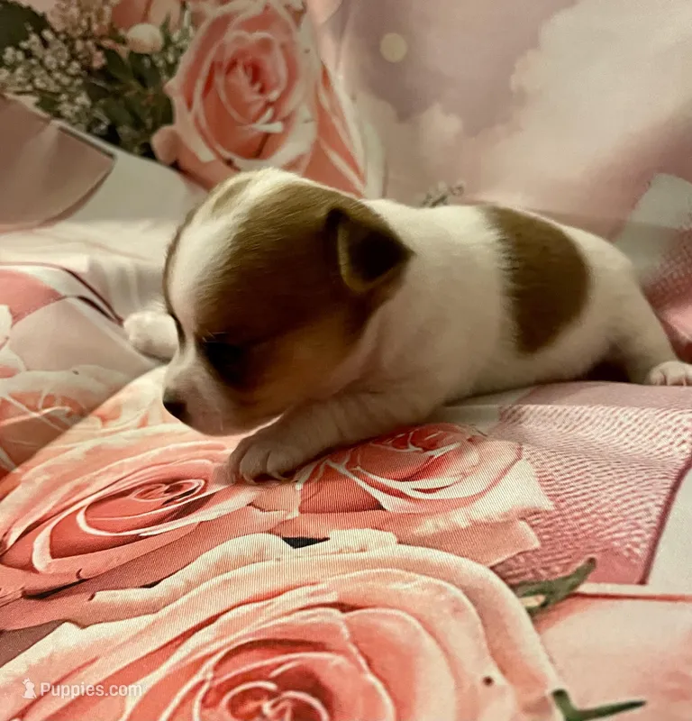 Lovely – Chihuahua puppy for sale in Winston-Salem, NC