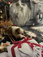 Jolly, a female Chihuahua for sale in Winston-Salem, NC – 7 of 7