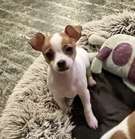 Chubby , a male Chihuahua for sale in Winston-Salem, NC – 1 of 10