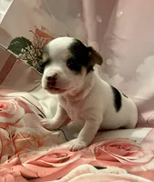 Buster, a male Chihuahua for sale in Winston-Salem, NC – Photo 1 of 6