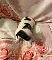 Buster, a male Chihuahua for sale in Winston-Salem, NC – Photo 5 of 6