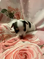 Buster, a male Chihuahua for sale in Winston-Salem, NC – Photo 6 of 6