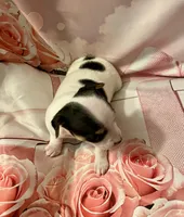 Buster, a male Chihuahua for sale in Winston-Salem, NC – Photo 4 of 6