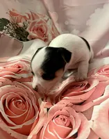 Buster, a male Chihuahua for sale in Winston-Salem, NC – Photo 3 of 6