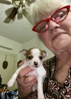 Sweetie, a female Chihuahua for sale in Winston-Salem, NC – Photo 2 of 10