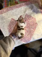 Sweetie, a female Chihuahua for sale in Winston-Salem, NC – Photo 8 of 10