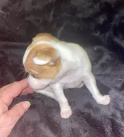 Sweetie, a female Chihuahua for sale in Winston-Salem, NC – Photo 3 of 10