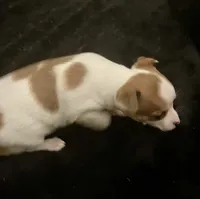 Sweetie, a female Chihuahua for sale in Winston-Salem, NC – Photo 6 of 10