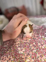 Sweetie, a female Chihuahua for sale in Winston-Salem, NC – Photo 9 of 10