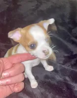 Sweetie, a female Chihuahua for sale in Winston-Salem, NC – Photo 1 of 10