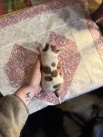 Sweetie, a female Chihuahua for sale in Winston-Salem, NC – Photo 7 of 10