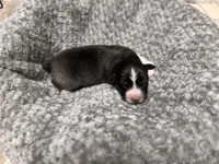 Girl Pink , a female Australian Shepherd for sale in Oakland, MD – 2 of 5