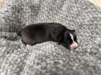Girl Pink , a female Australian Shepherd for sale in Oakland, MD – 4 of 5