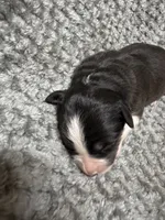 Girl purple, a female Australian Shepherd for sale in Oakland, MD – 5 of 5