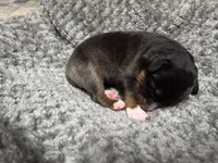 Girl yellow, a female Australian Shepherd for sale in Oakland, MD – 2 of 5