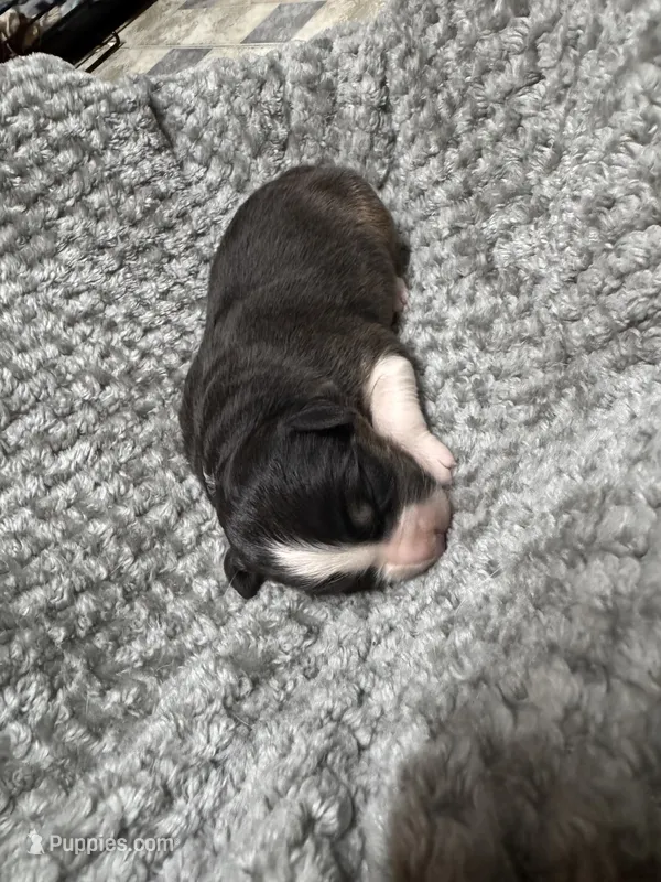 Girl purple – Australian Shepherd puppy for sale in Oakland, MD