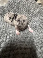 Boy blue , a male Australian Shepherd for sale in Oakland, MD – 3 of 5