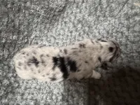 Boy blue , a male Australian Shepherd for sale in Oakland, MD – 5 of 5