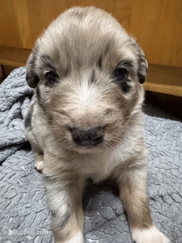 Boy red – Australian Shepherd puppy for sale in Oakland, MD