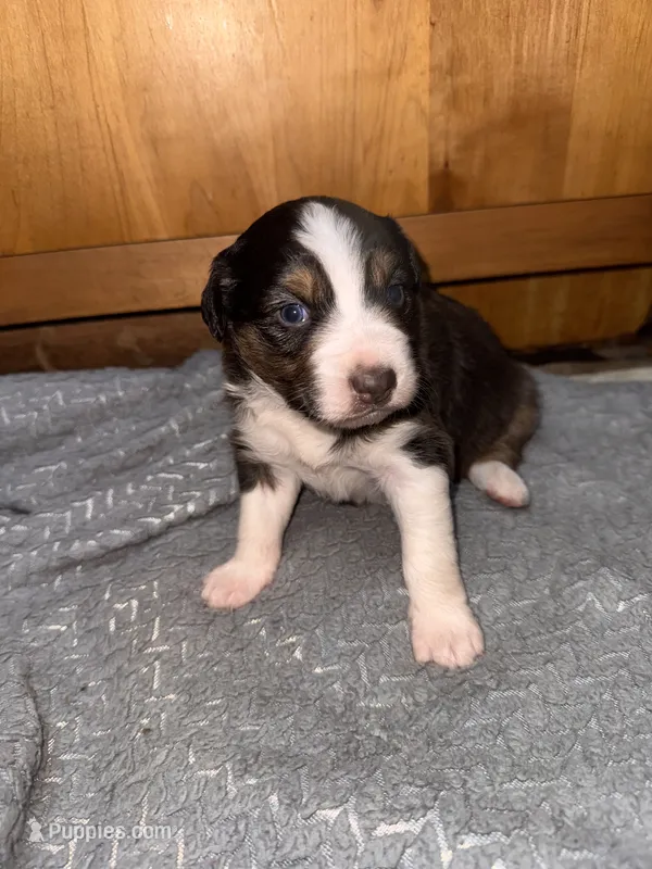 Girl purple – Australian Shepherd puppy for sale in Oakland, MD