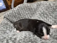 Girl purple, a female Australian Shepherd for sale in Oakland, MD – 2 of 5