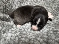 Girl Pink , a female Australian Shepherd for sale in Oakland, MD – 5 of 5