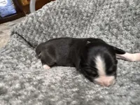 Girl purple, a female Australian Shepherd for sale in Oakland, MD – 3 of 5