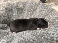 Girl Pink , a female Australian Shepherd for sale in Oakland, MD – 3 of 5