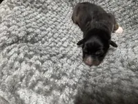 Girl yellow, a female Australian Shepherd for sale in Oakland, MD – 4 of 5