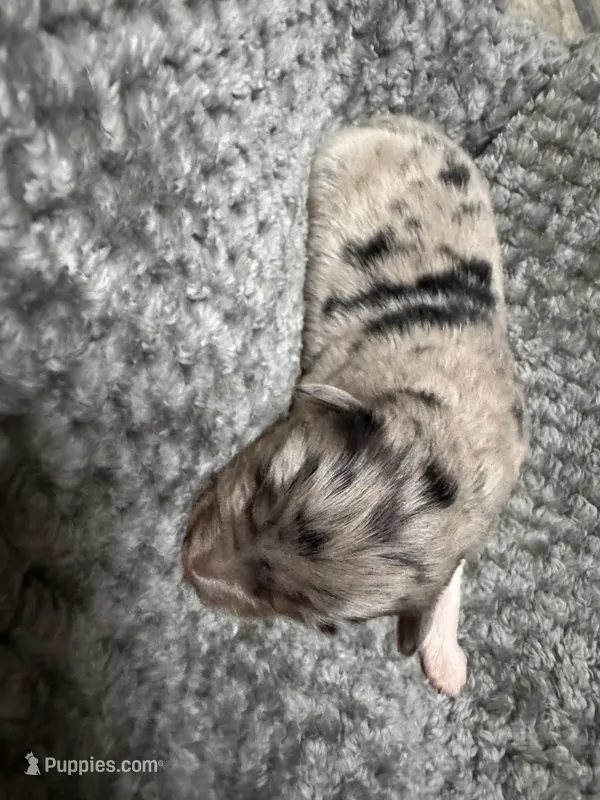 Boy blue  – Australian Shepherd puppy for sale in Oakland, MD