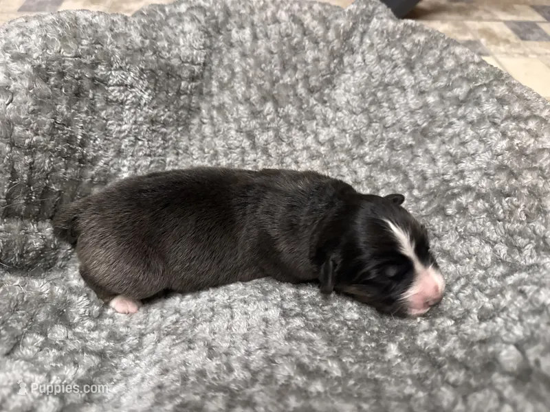 Girl Pink  – Australian Shepherd puppy for sale in Oakland, MD
