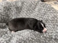 Girl Pink , a female Australian Shepherd for sale in Oakland, MD – 1 of 5