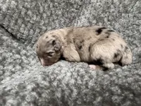 Boy blue , a male Australian Shepherd for sale in Oakland, MD – 4 of 5