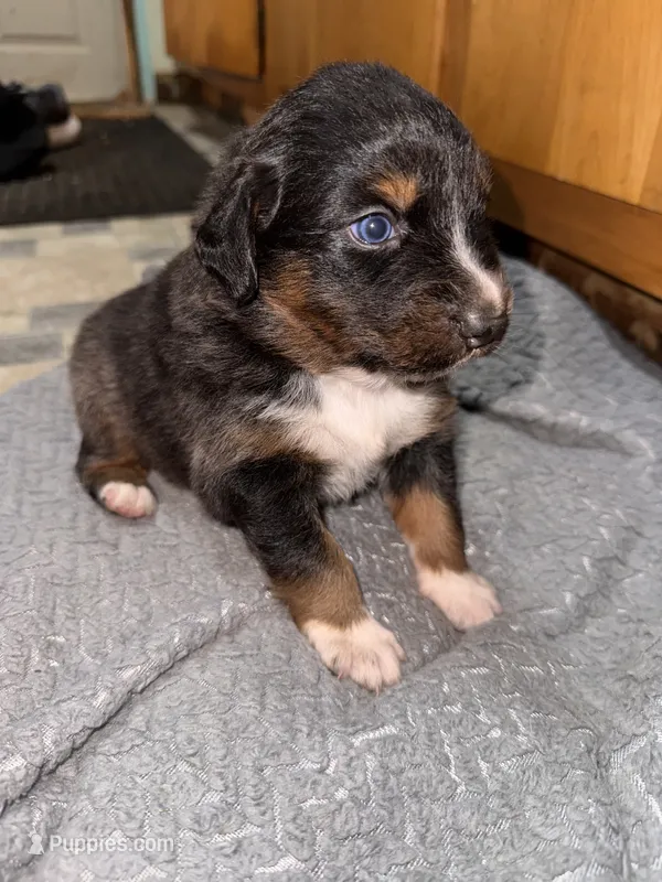 Girl yellow – Australian Shepherd puppy for sale in Oakland, MD
