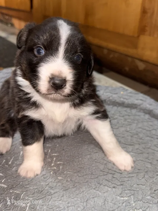 Girl Pink  – Australian Shepherd puppy for sale in Oakland, MD