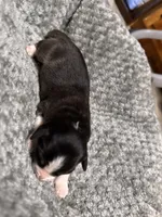 Girl purple, a female Australian Shepherd for sale in Oakland, MD – 4 of 5