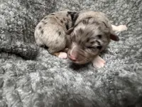 Boy blue , a male Australian Shepherd for sale in Oakland, MD – 2 of 5