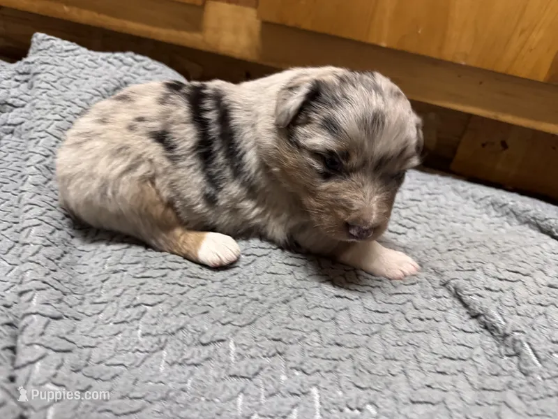 Boy blue  – Australian Shepherd puppy for sale in Oakland, MD