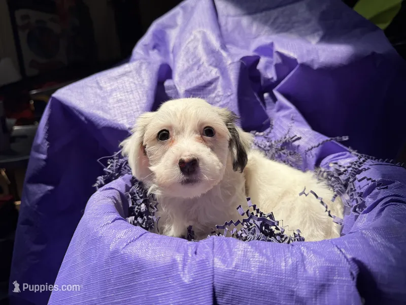 Liam , a male Havanese for sale in Pearland, TX – 1 of 5