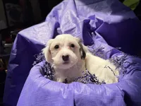 Liam , a male Havanese for sale in Pearland, TX – 1 of 5