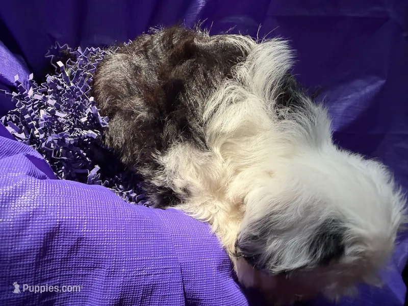 Ollie, a male Havanese for sale in Pearland, TX – 1 of 4