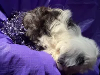 Ollie, a male Havanese for sale in Pearland, TX – 1 of 4