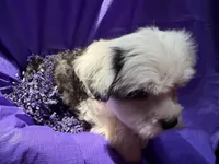 Ollie, a male Havanese for sale in Pearland, TX – 2 of 4