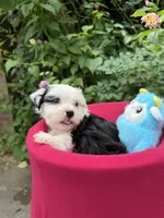 Ollie, a male Havanese for sale in Pearland, TX – 4 of 4